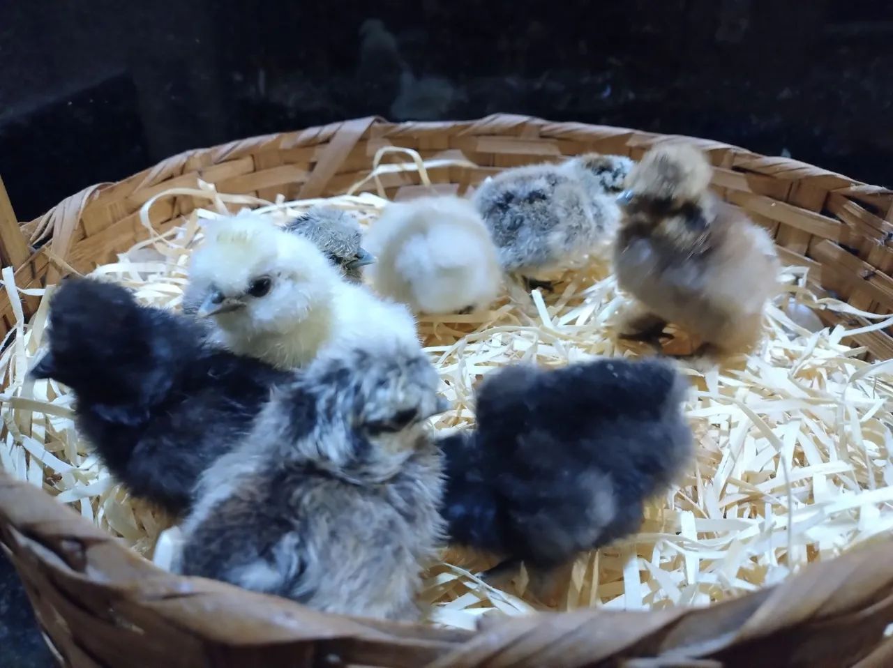 Galinha Sedosa - Pintinhos e franguinhos  - Foto 5