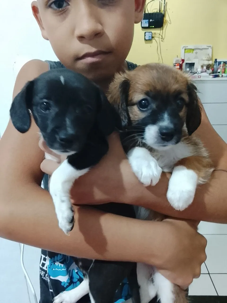 Filhotes de porte pequeno e fofos