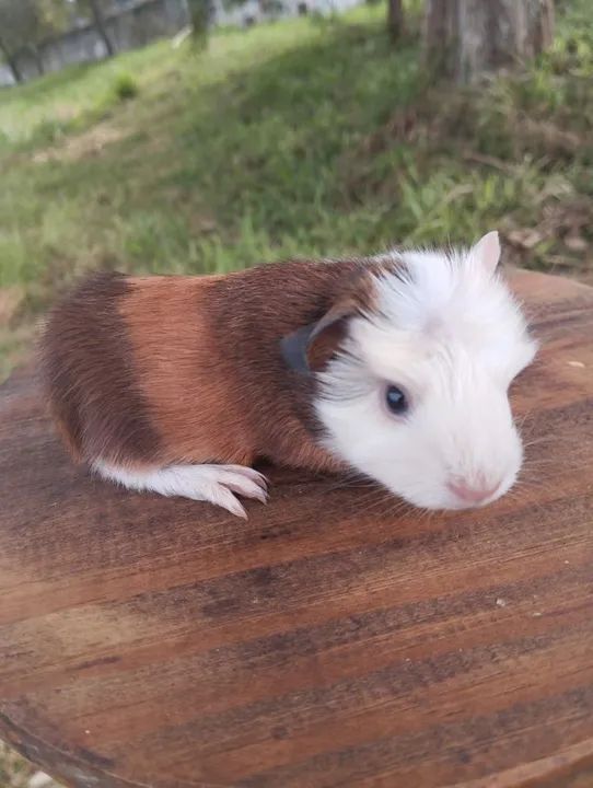 Lindos filhotes de porquinhos da índia  - Foto 3