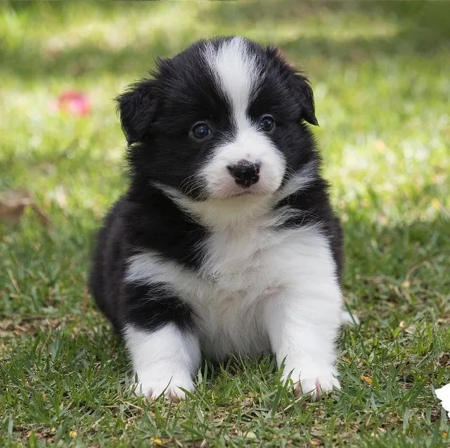 Border Collie de Alta Linhagem - Inteligência e Beleza no Mesmo Pacote!