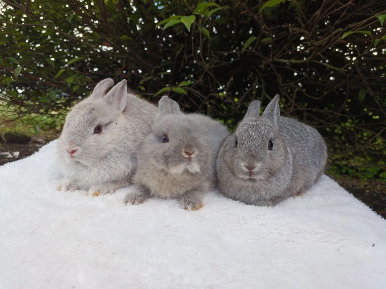 Coelho anão netherland 