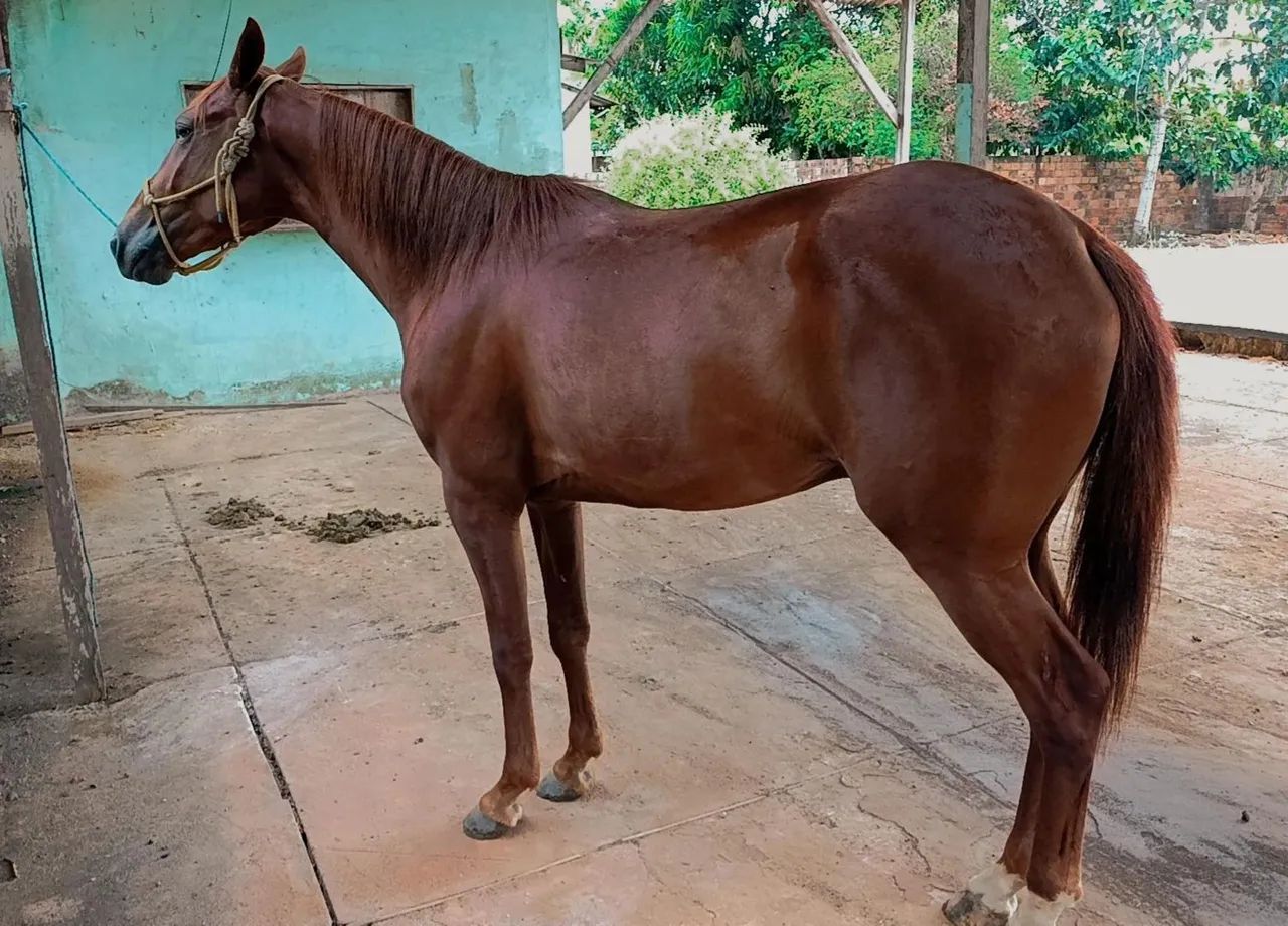 Cavalo quarto de milha/Manga Larga  - Foto 6