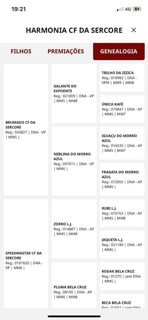Égua Mangalarga Marchador - Foto 5