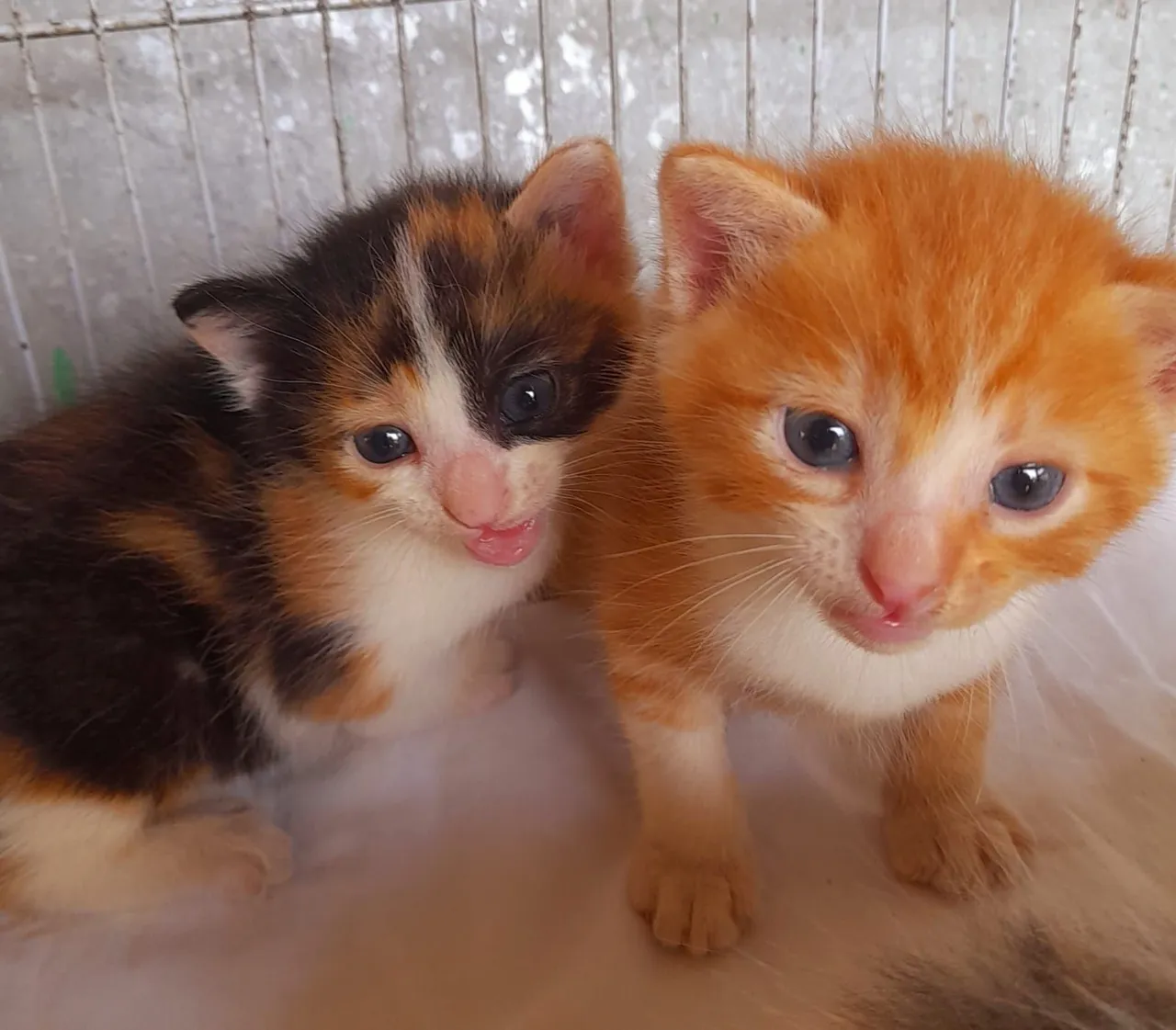 Filhotes de gato adoráveis para adoção