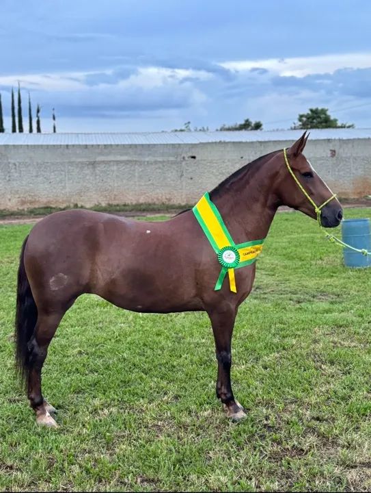 VENDO ÉGUA DE PISTA R$40.000