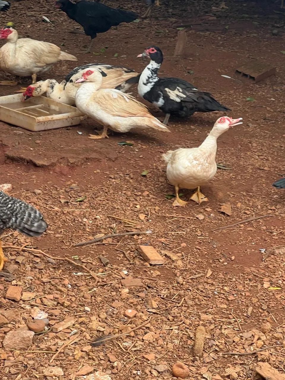 Casal de patos mansos - Foto 4