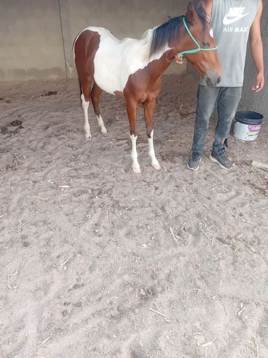 Cavalo mestiço,piquira com quarto de milha .