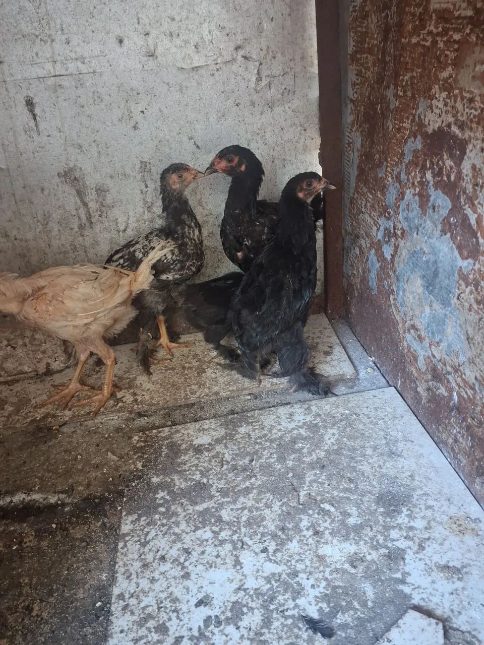 Pintinhos Brahma os 5 por 150 - Foto 3