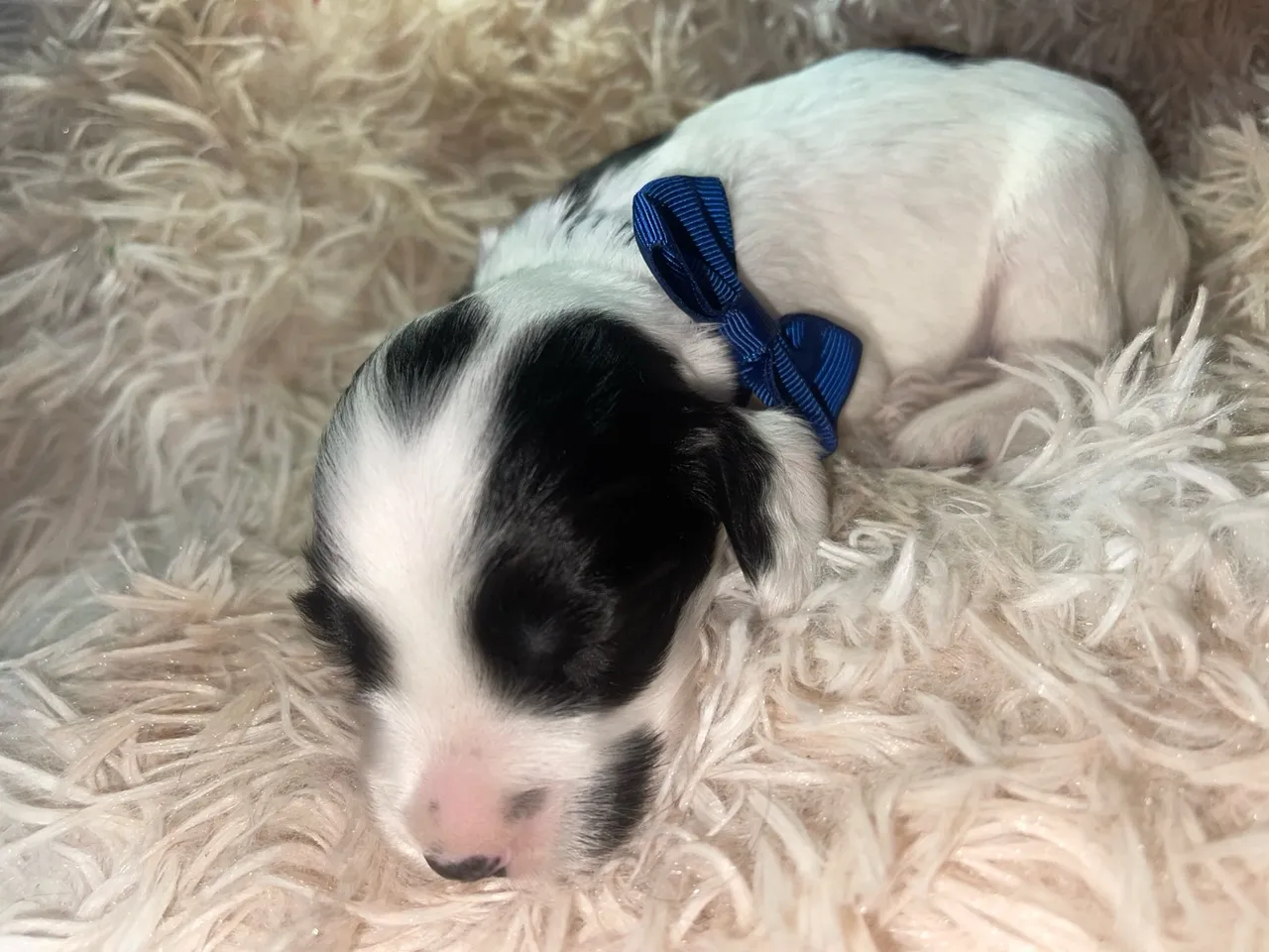 Filhote de Cocker Spaniel