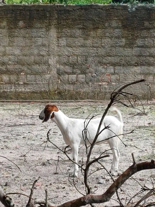 Cabra para venda - Foto 2