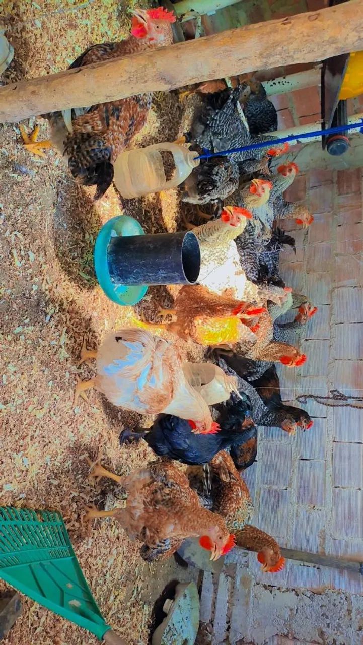 Galinhas Caipirão  - Foto 4