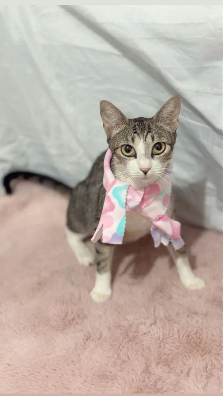 Linda gatinha para doação  - Foto 4