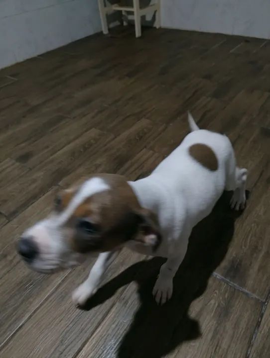 Doação de filhotes com 4 meses  - Foto 6