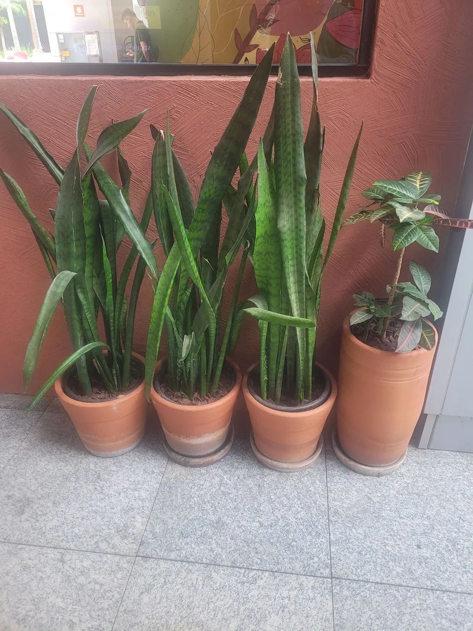 Vasos de plantas