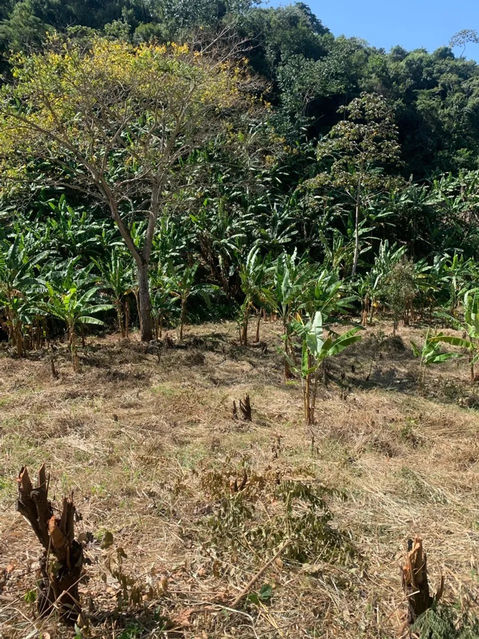 Terreno/Lote em Serra de Pacoti - Foto 3