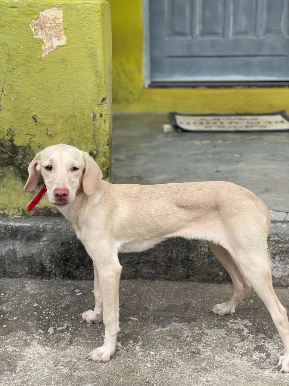 Cachorra beagle - Foto 3