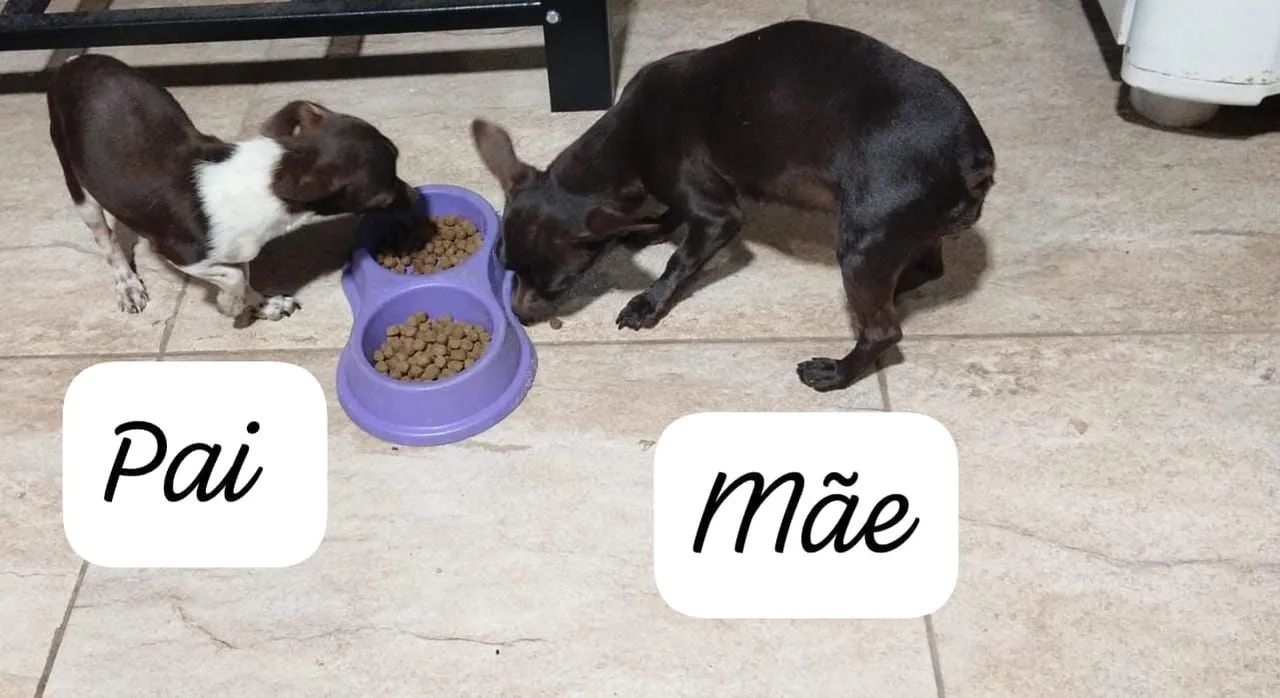 cachorro Pincher  - Foto 5