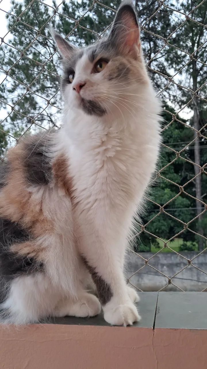 Gata Maine Coon - Foto 2