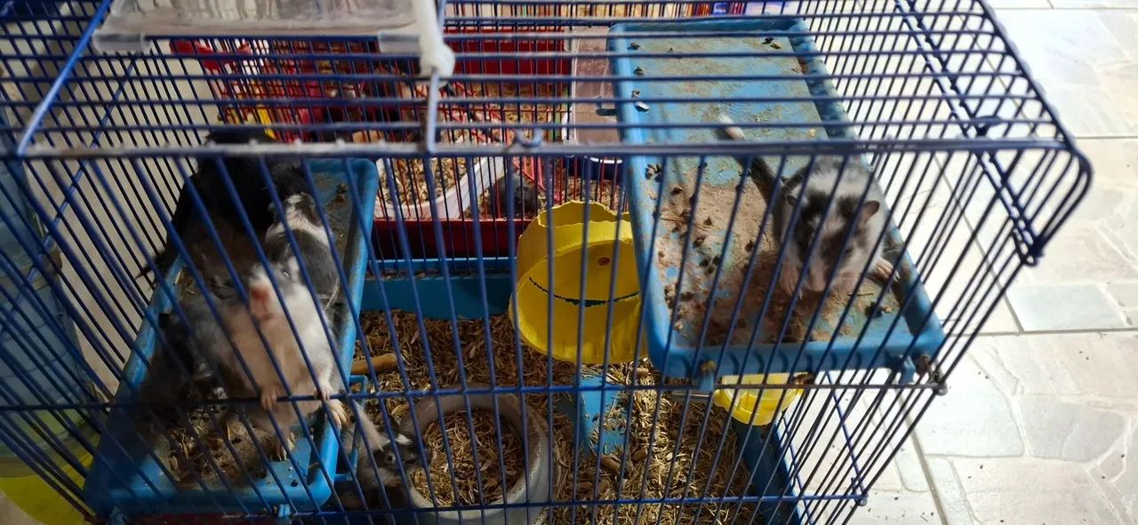 Vendo esquilos gerbil65048997721858122
