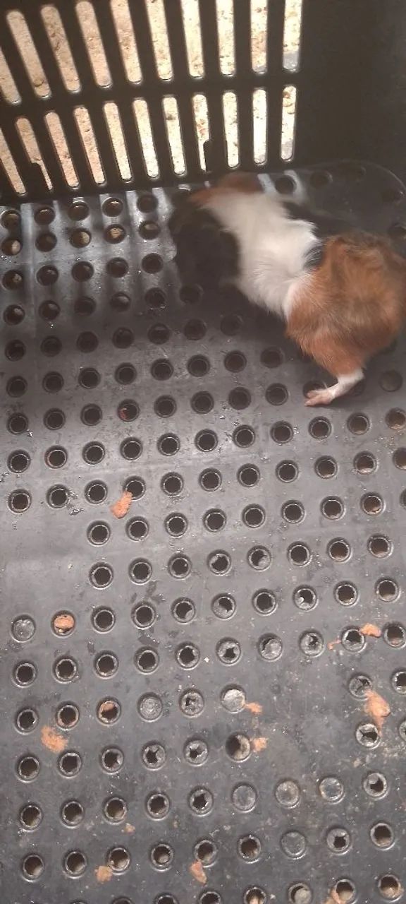 Filhote fêmea abissinio 