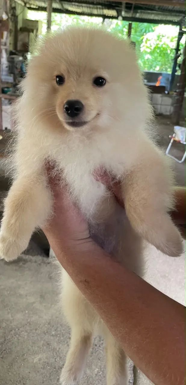 Cachorro Splitz alemão - Foto 3