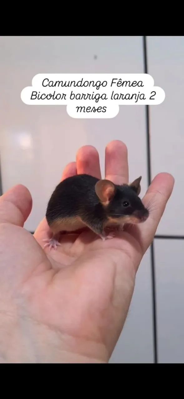 Camundongo Fêmea disponível 