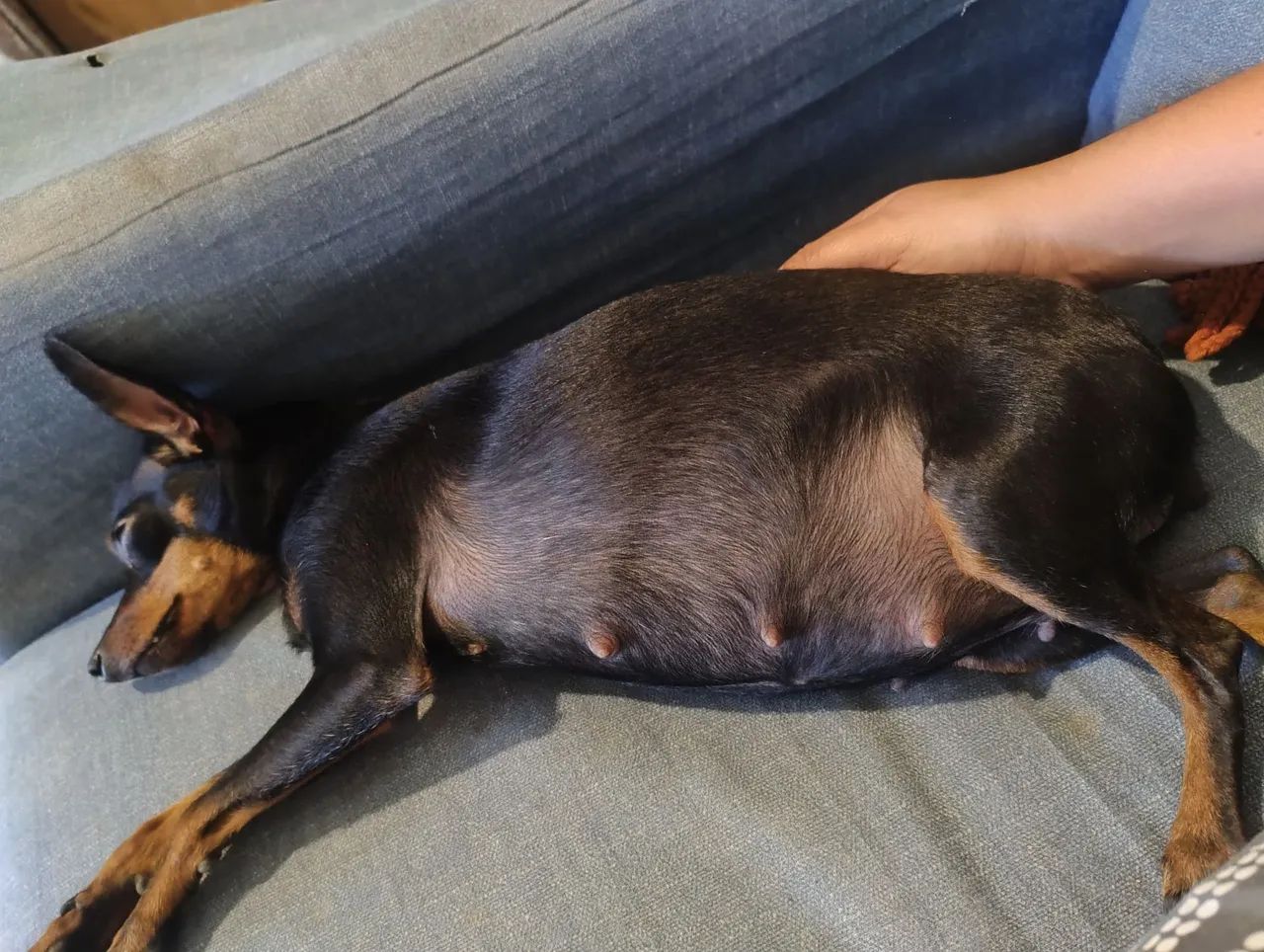 Cachorro  - Foto 3