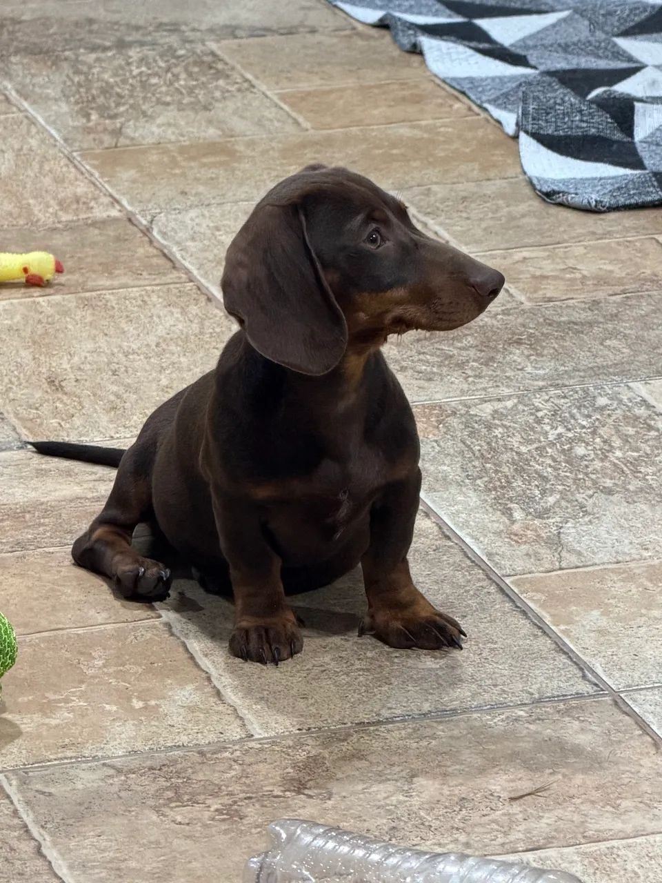 Dachshund chocolate de barbada - Foto 2