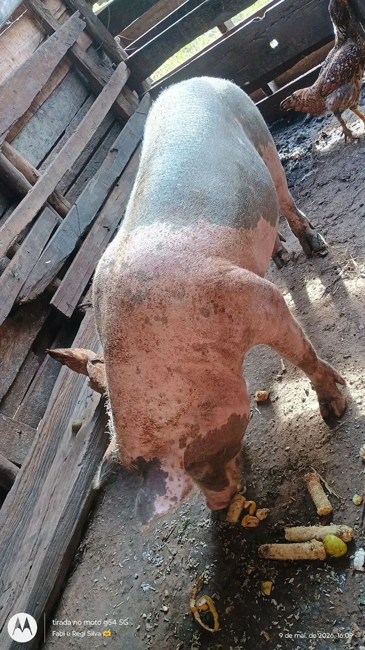 Vendo 