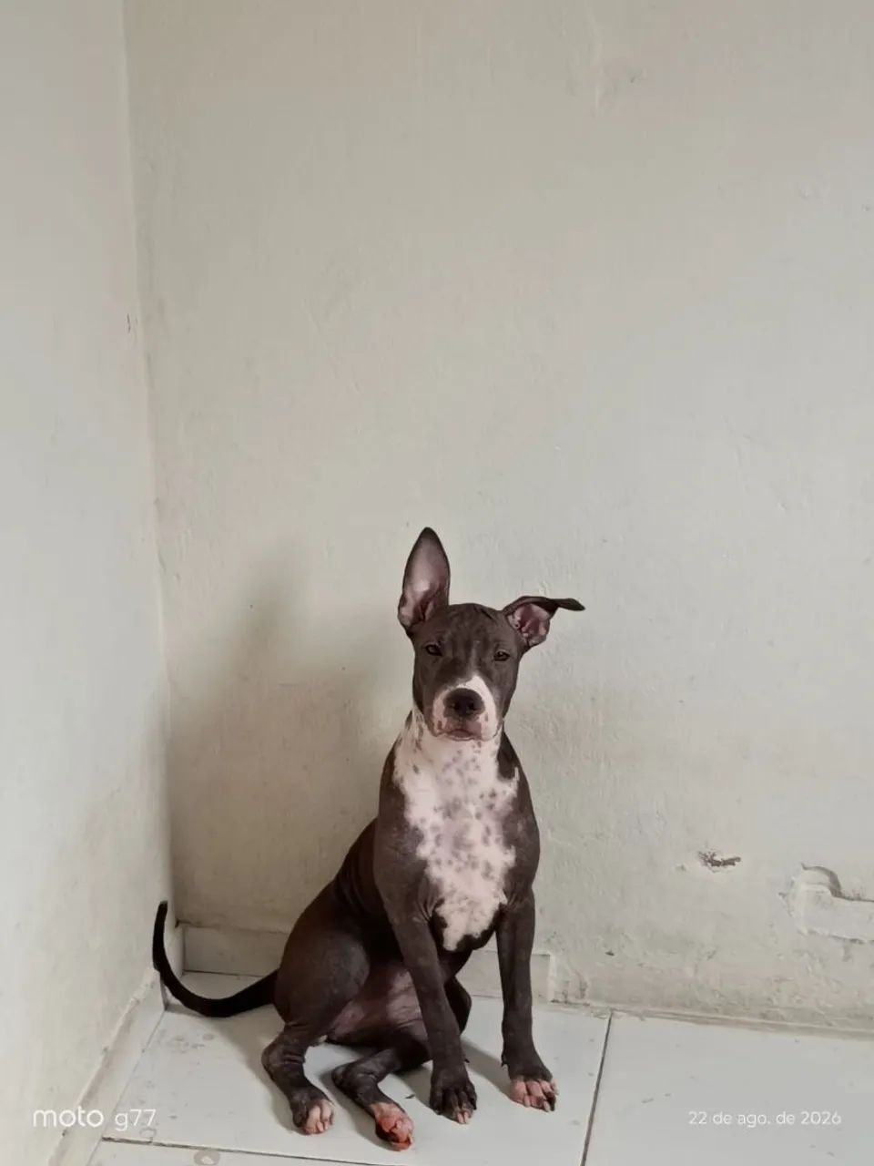 Pitbull buly original  - Foto 2