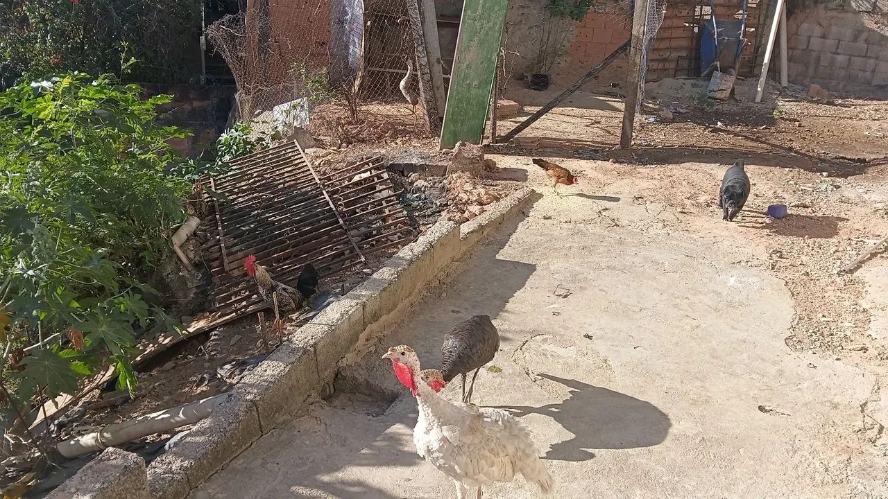 Ganso sinaleiro  - Foto 4