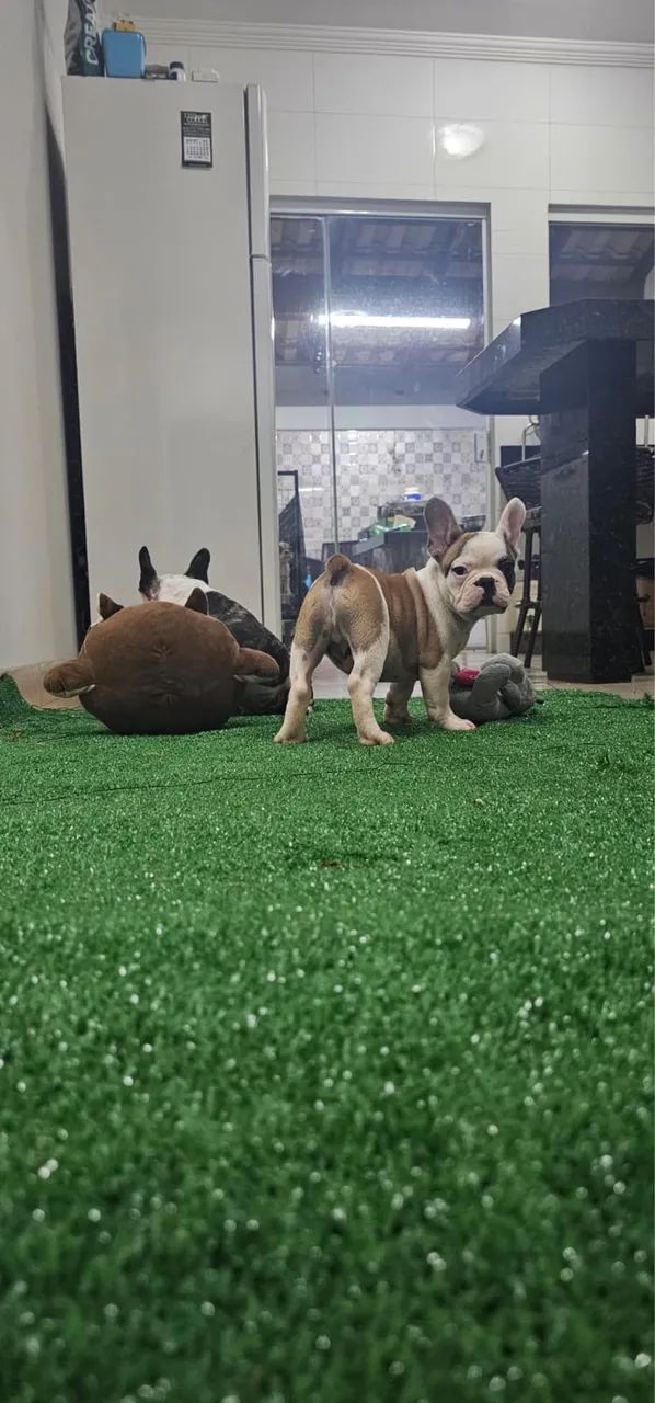 Lindos filhotes de buldogue francês 