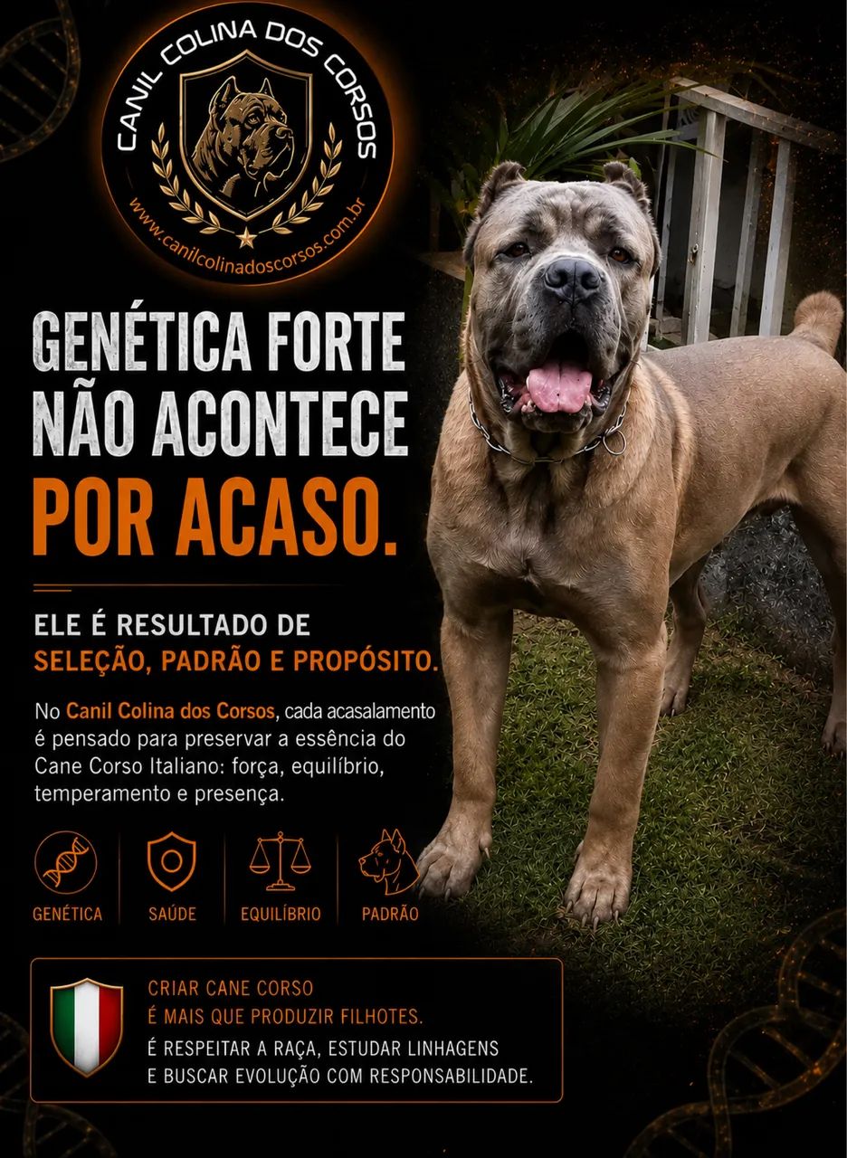 ?Filhotes de Cane Corso Italiano com pedigree CBKC e linguagem comprovada? - Foto 2