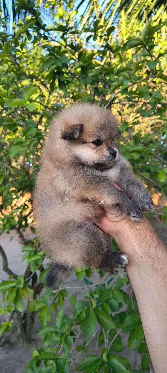 Spitz Alemão/ lulu da Pomerânia  - Foto 2