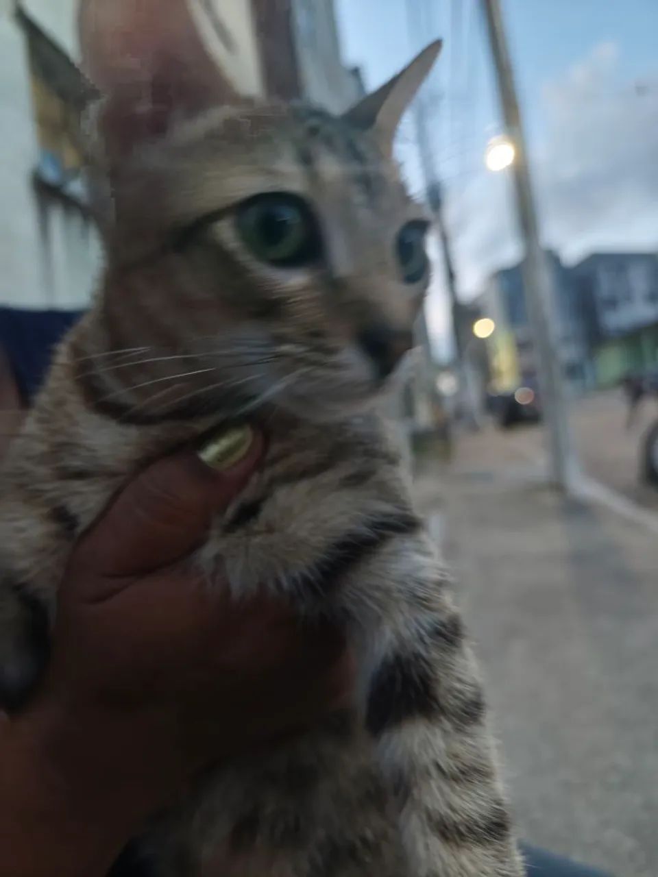 gato dócil para doação 