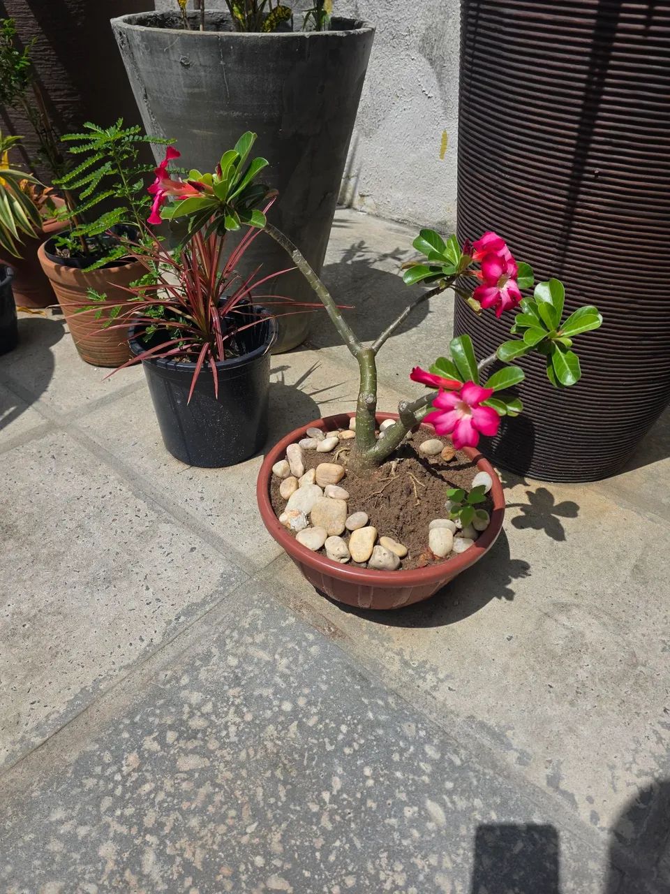 ROSA DO DESERTO - Foto 2