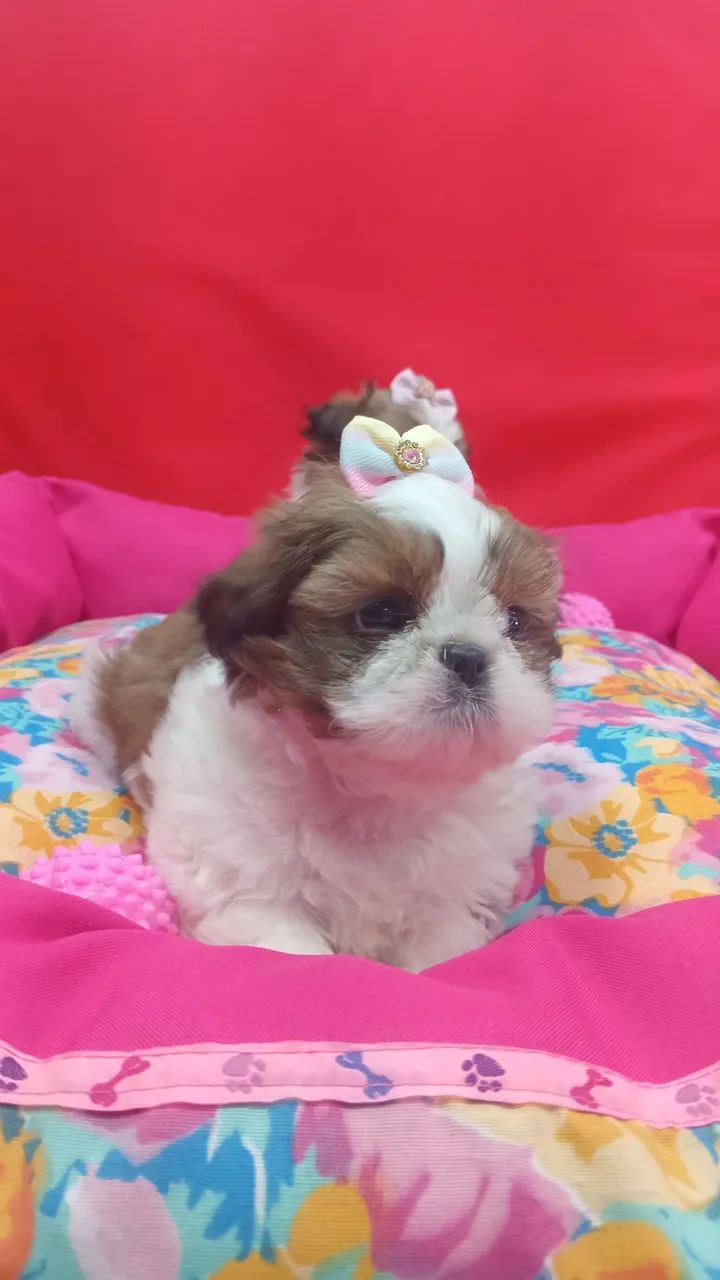 SHIH TZU  - Foto 2