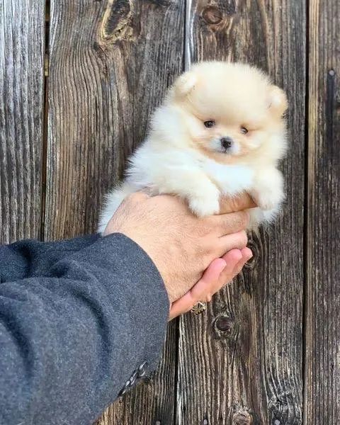 Filhotes de Lulu da Pomerania Spitz Alemão - Foto 3