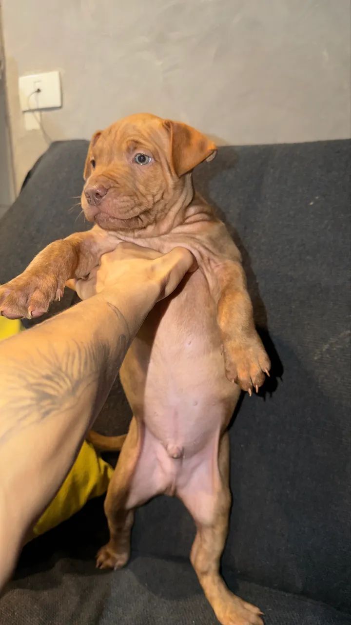 Filhote de pitbull  - Foto 4