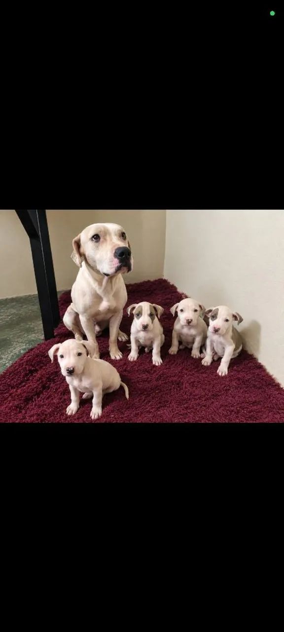 Pit bull- filhotes