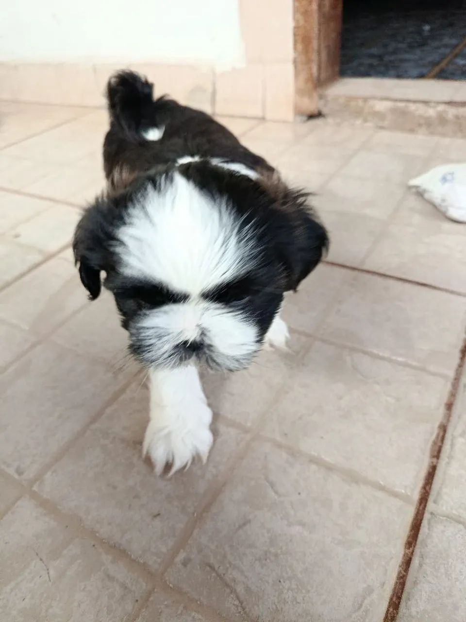 Filho de Shitzu  - Foto 5