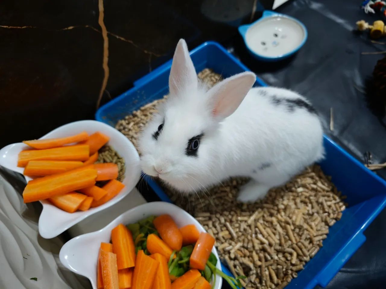 Coelho mini