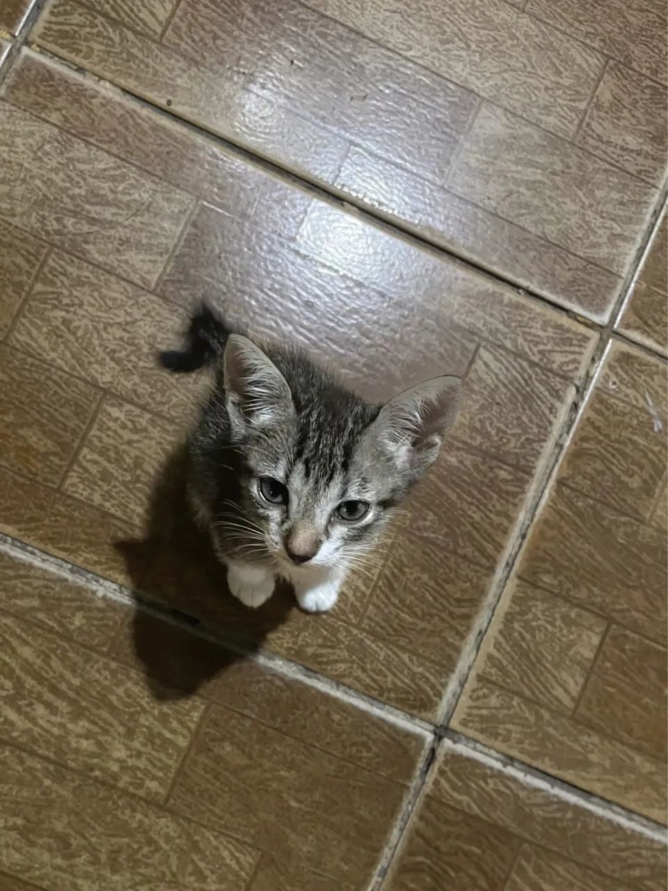 Doação de gatas ? - Foto 2