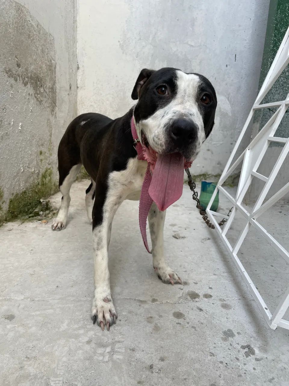 Vendo pit bull super docil  - Foto 2