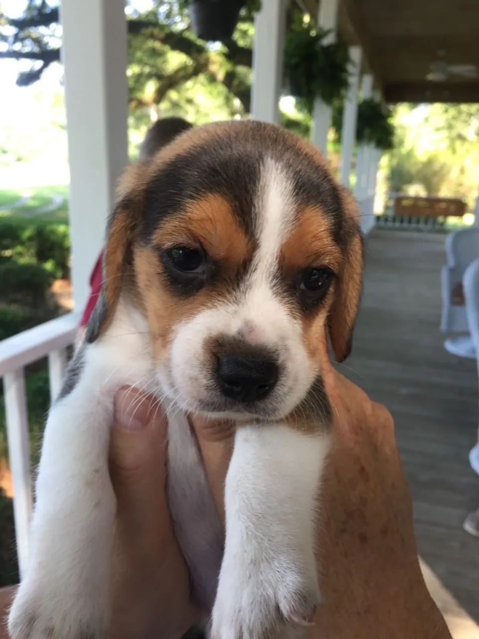 Beagle lindo e saudavel 