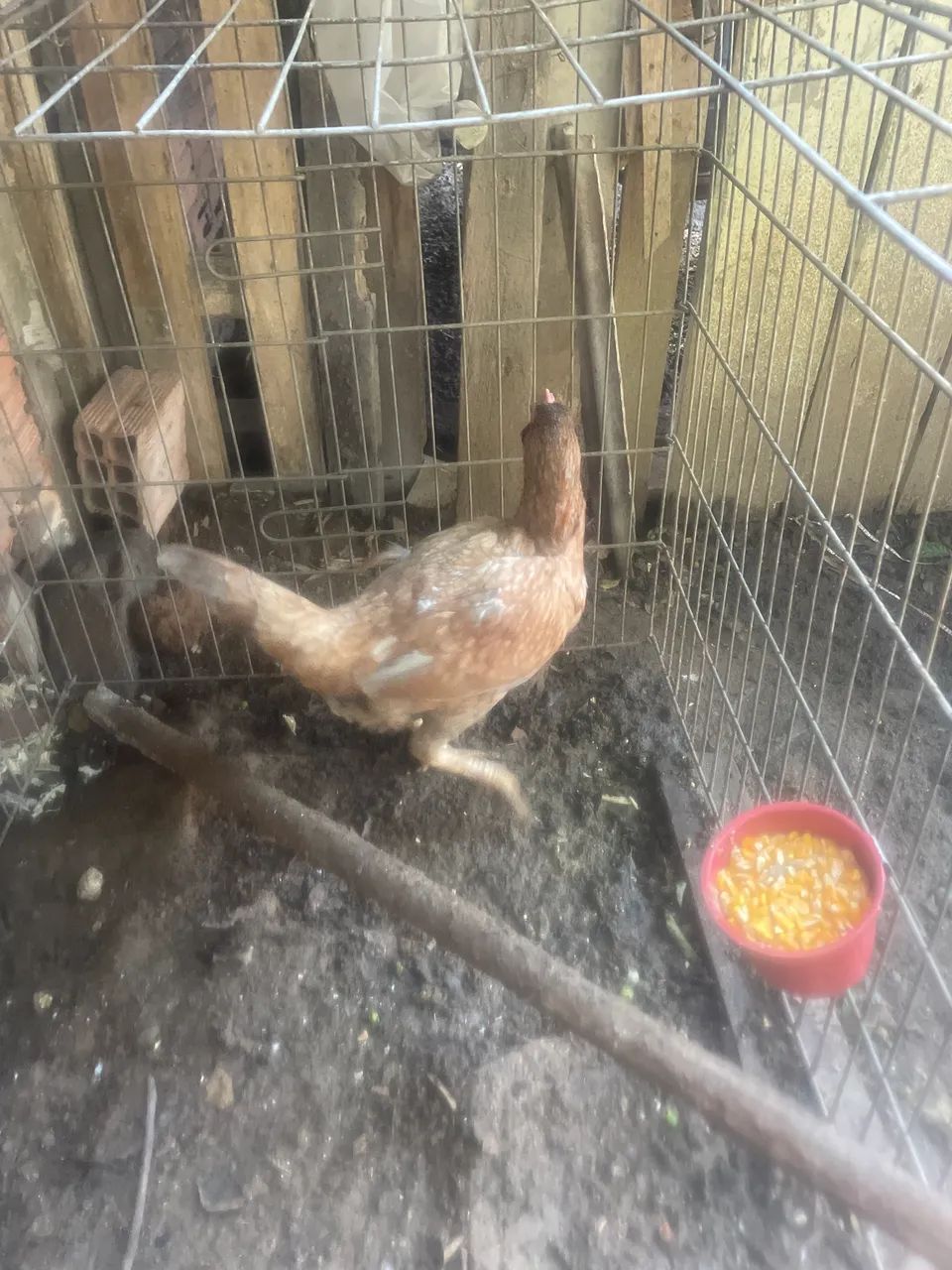Galinha  - Foto 2