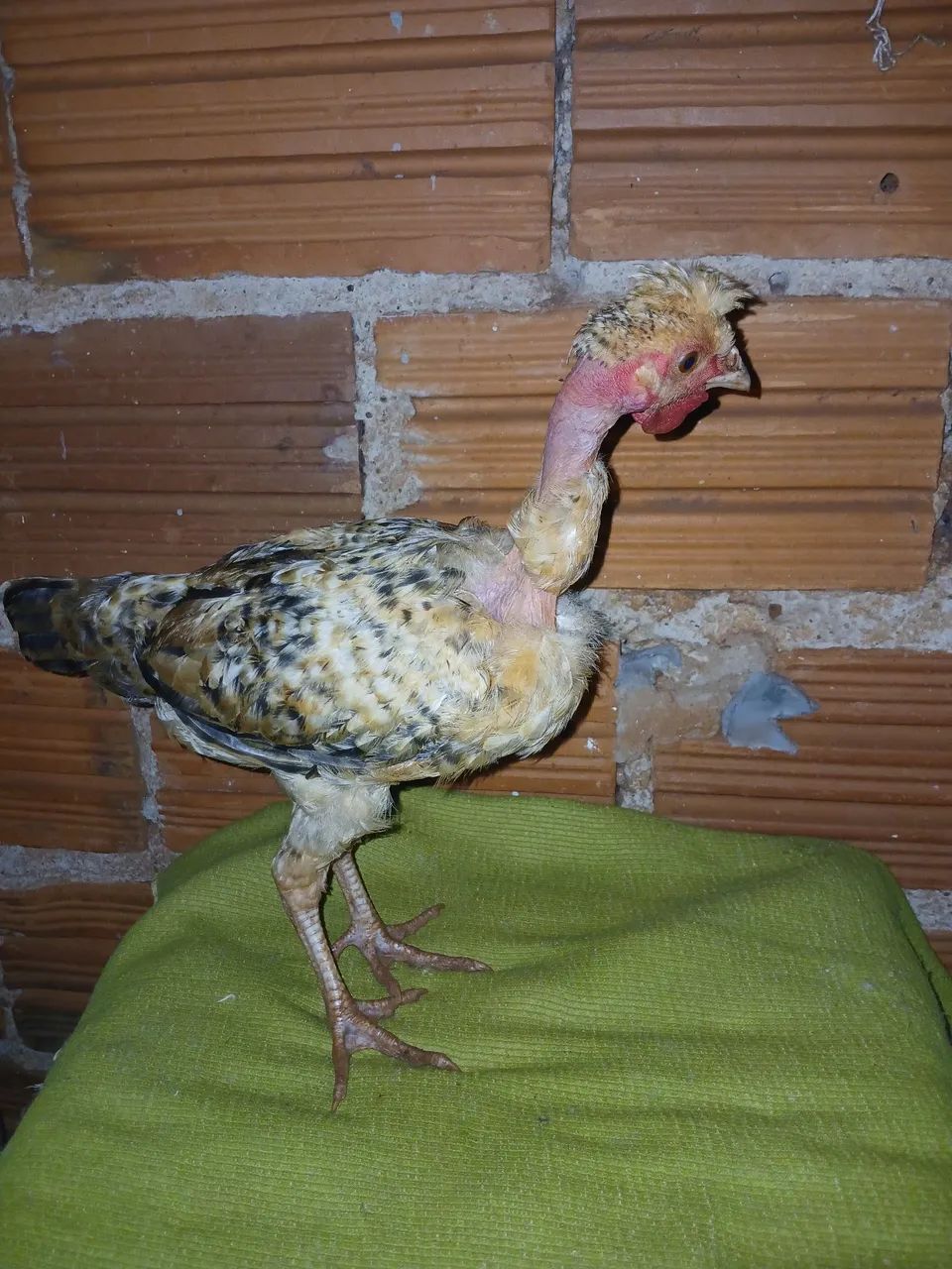 Franguinho mestiço  - Foto 2