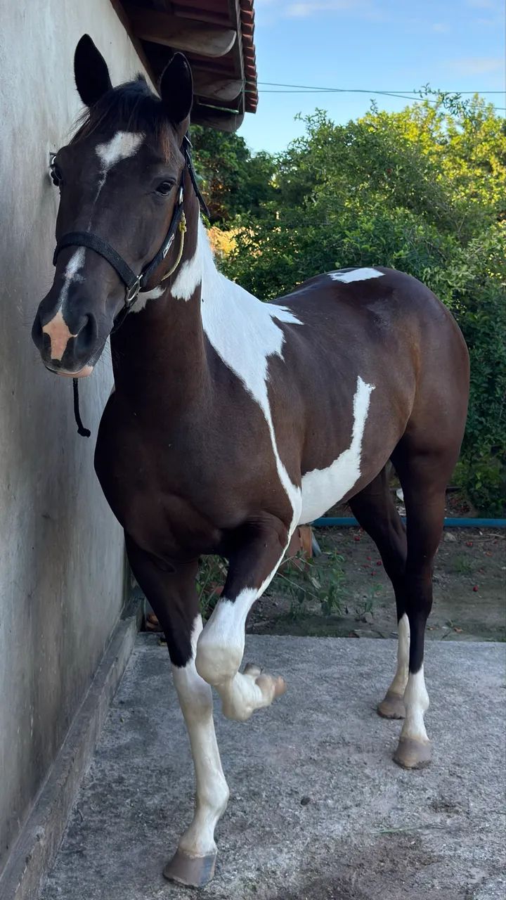 Potro Com documento Paint Horse - Foto 5