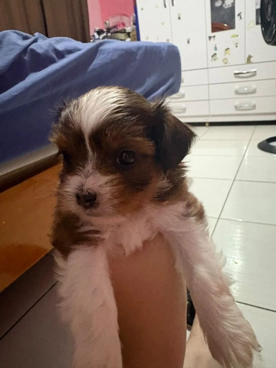 Disponível shihtzu com azape  - Foto 2