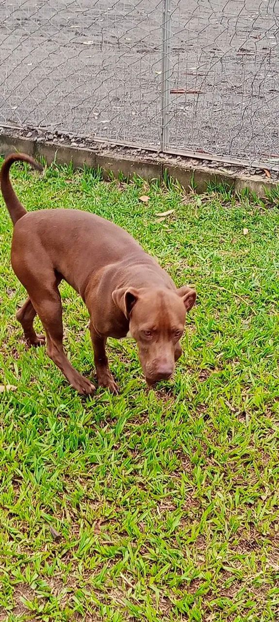 Pit Bull 1 ano castrada mansa  - Foto 2